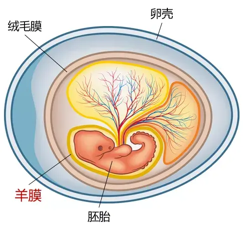 羊膜卵结构（上）和羊膜照片（下）：图中羊膜外的蛋黄已被“洗掉”，仅