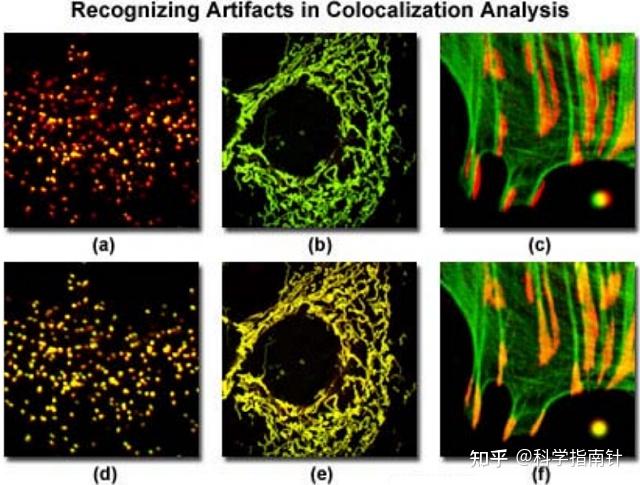 共聚焦显微镜中荧光团的共定位 - 知乎