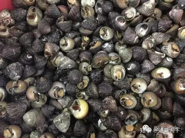 著名螺类食材大全，你吃过几种呢？ - 知乎