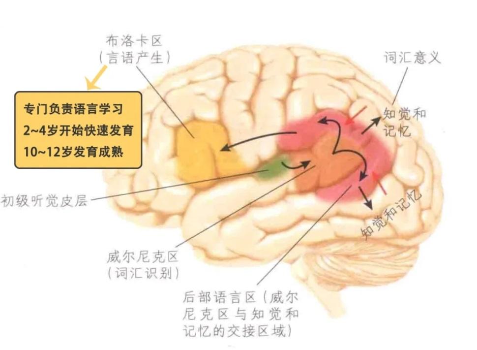 布罗卡氏区图片