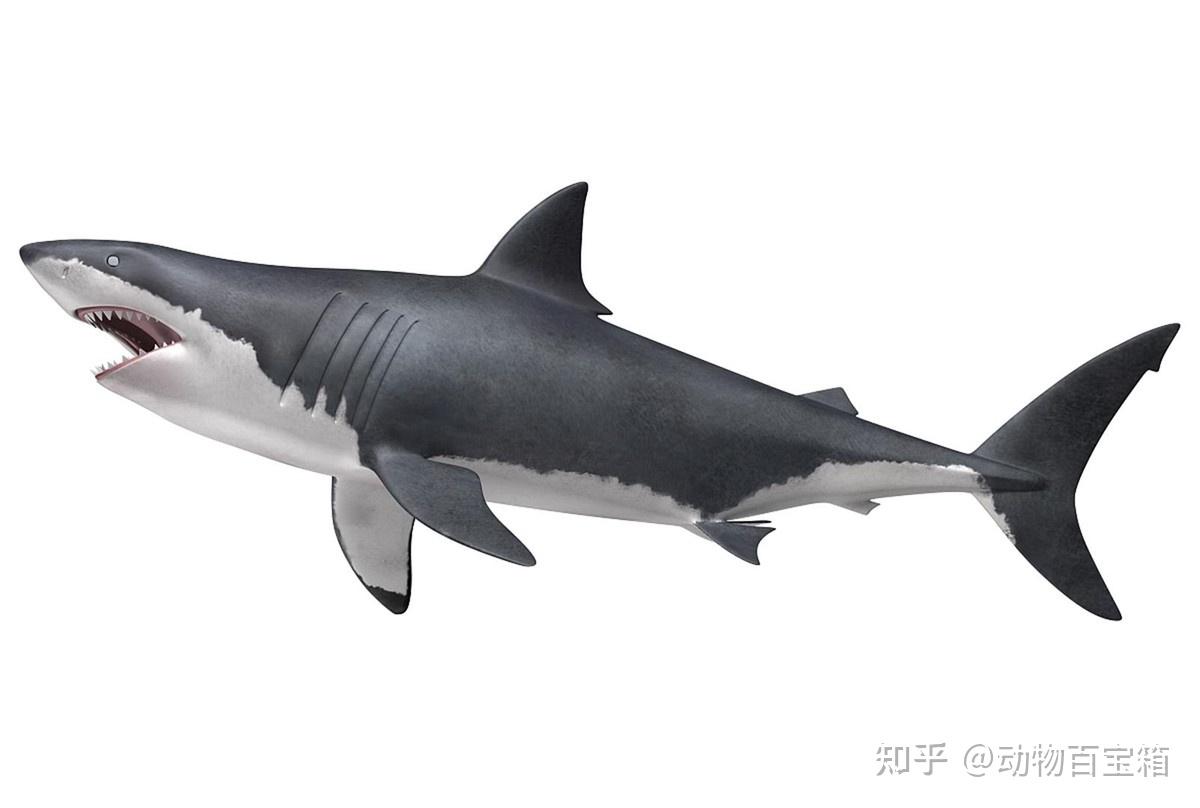 300米大白鲨图片