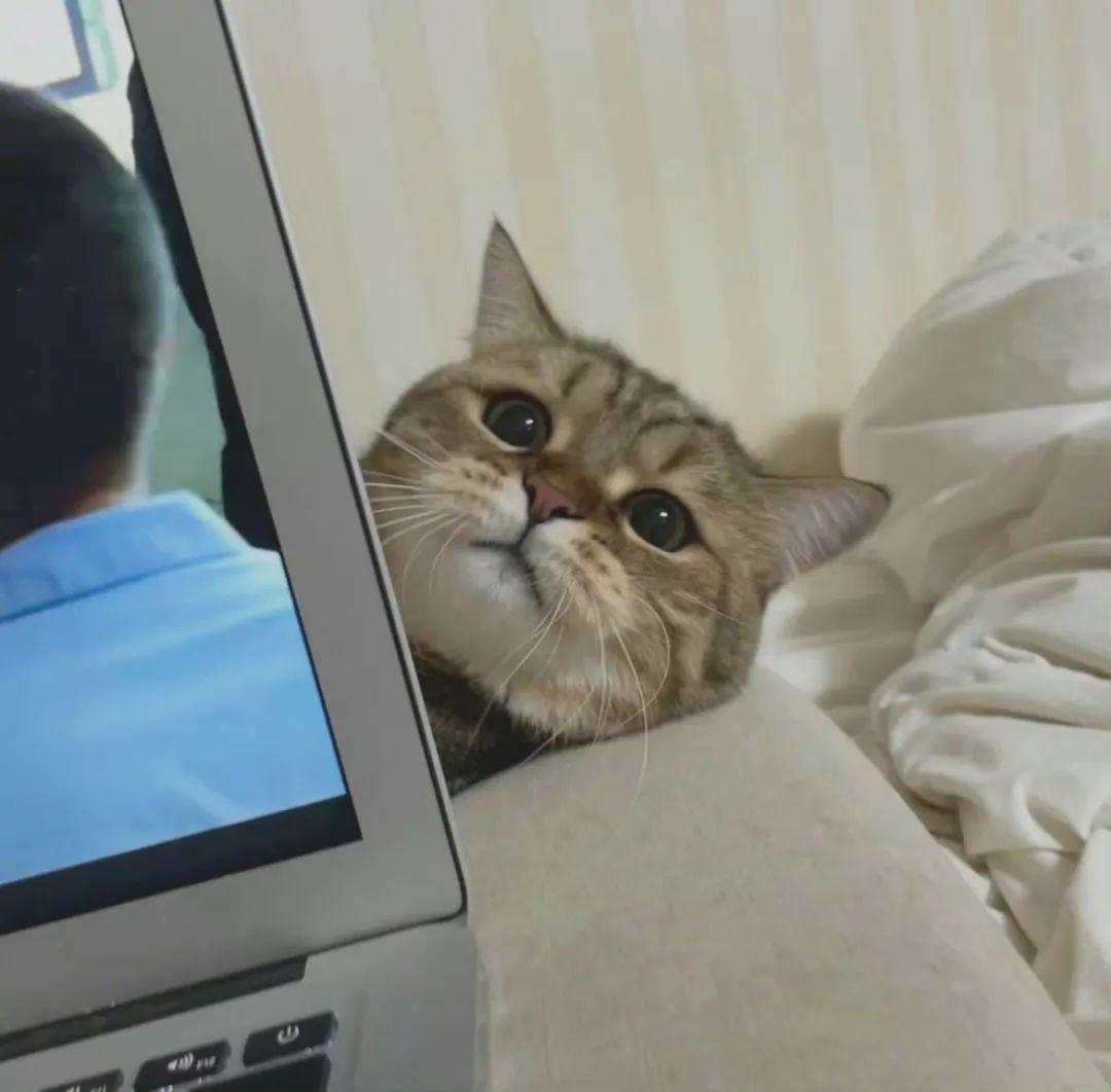关于猫猫玩电脑的微信头像有哪些? - 知乎