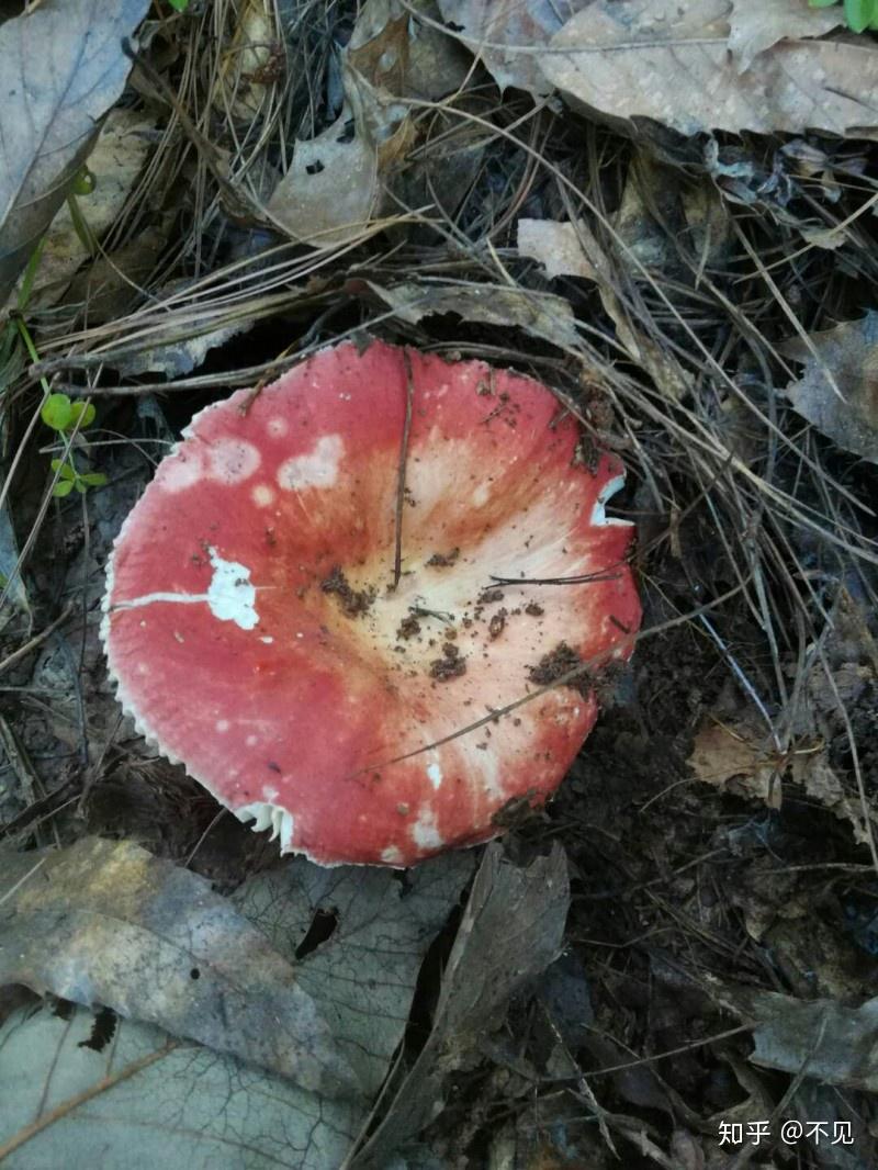 吃菌子季節到了求科普下雲南人常吃的野生菌品種