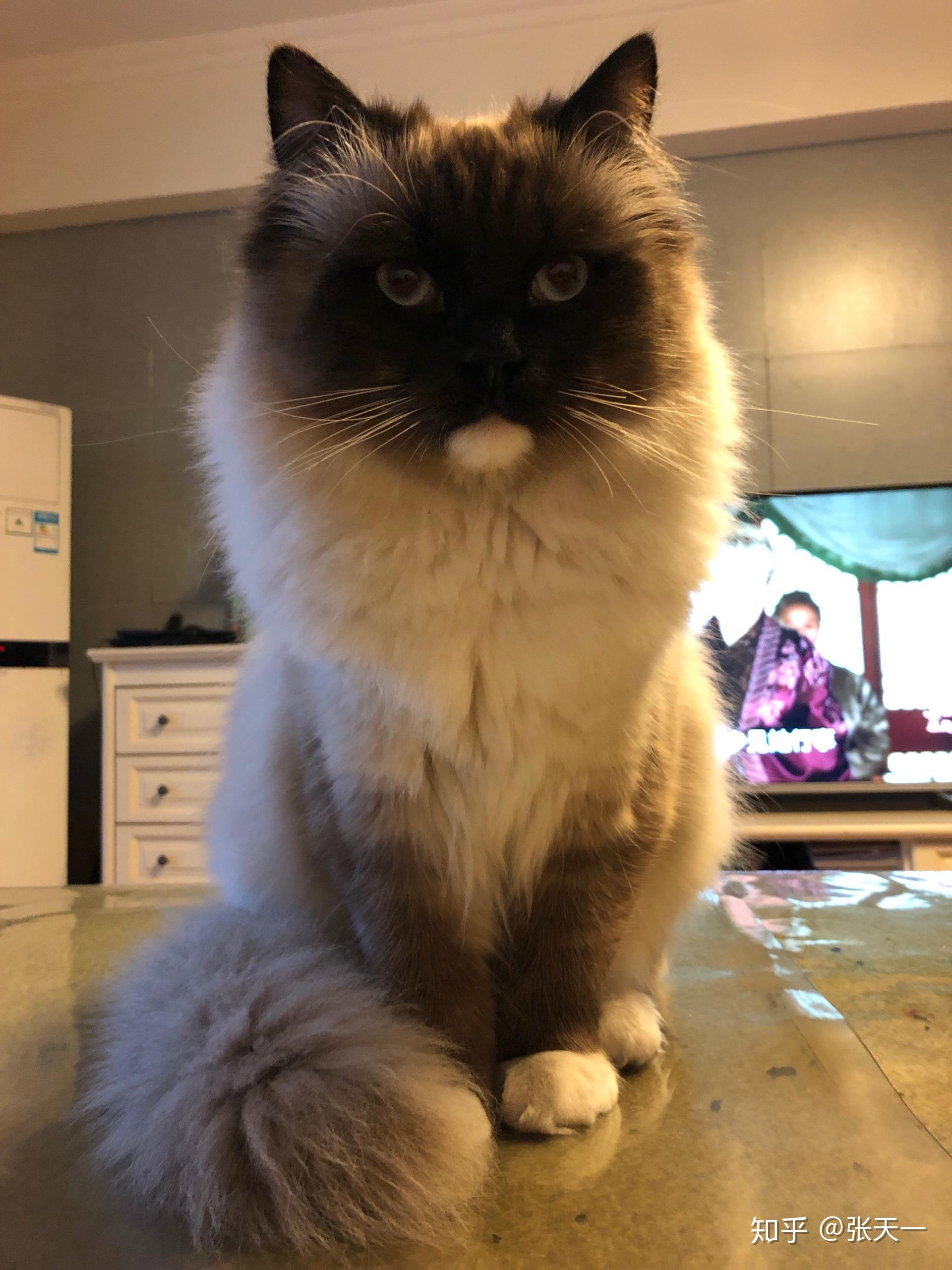 重点色布偶最黑能多黑