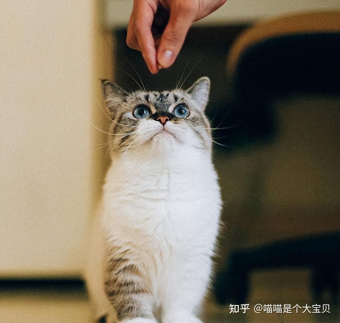 如果你家猫，有这几个特征，会给你招财带来好运气 - 知乎
