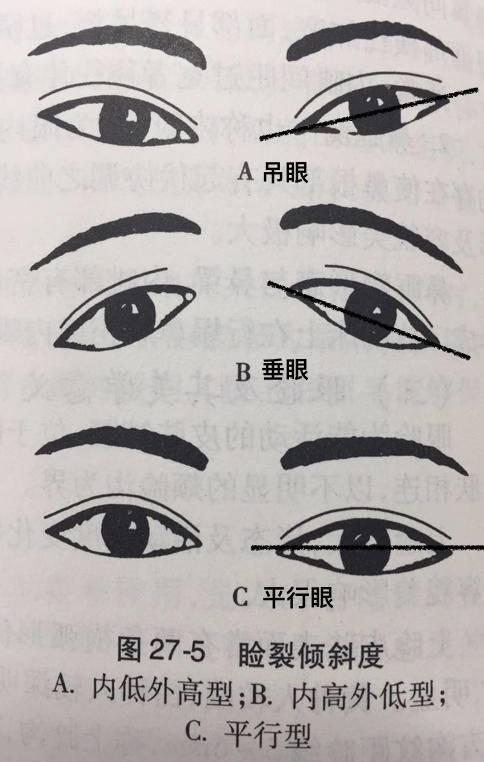 凤眼型b示意图图片