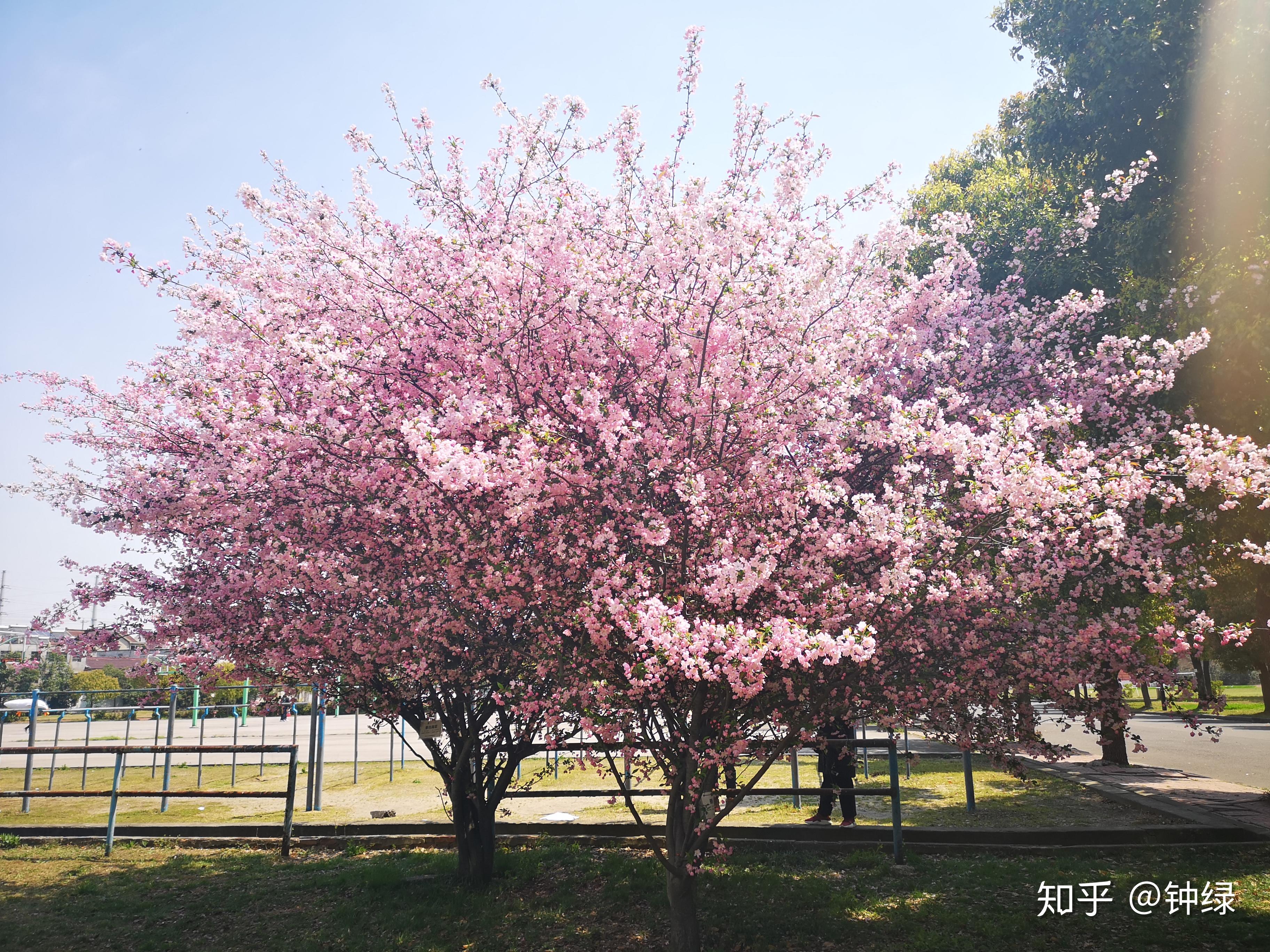 江苏第二师范草场门图片