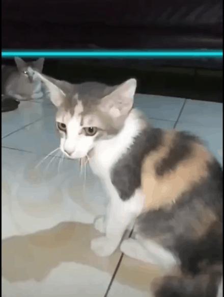 猫 21年要全面实现猫的智障化 知乎