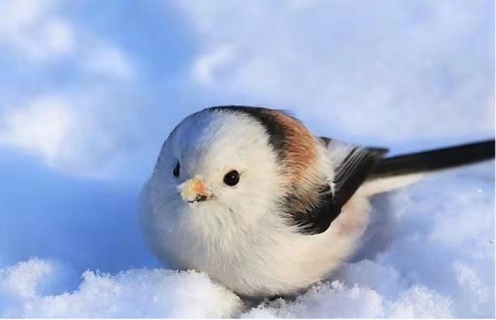 嘿 可爱的雪之妖精 知乎