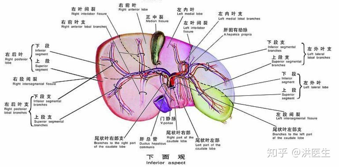 肝脏的主要血管有哪些?感觉这块特别绕? - 知乎