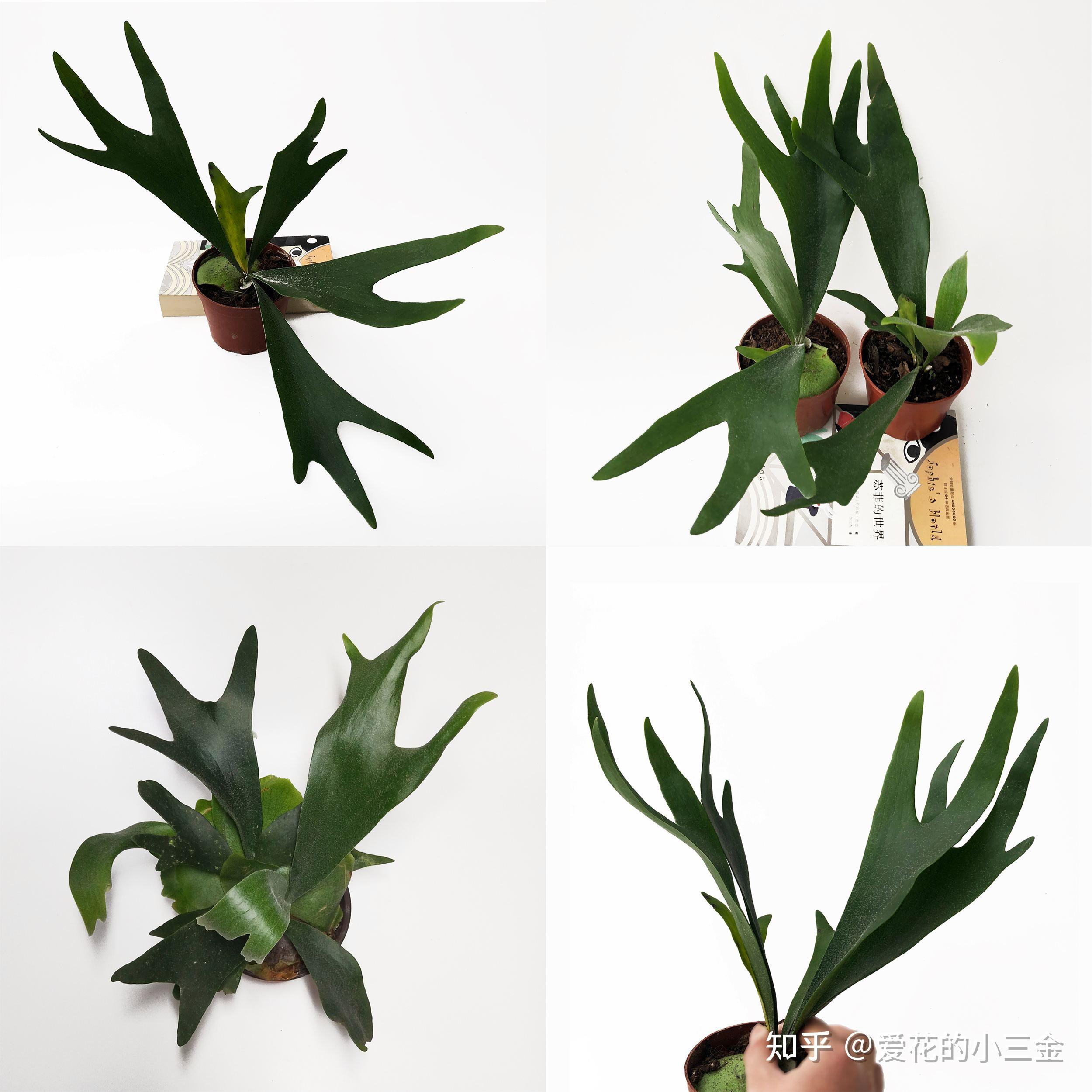 植物历史(四):裸蕨植物 - 知乎