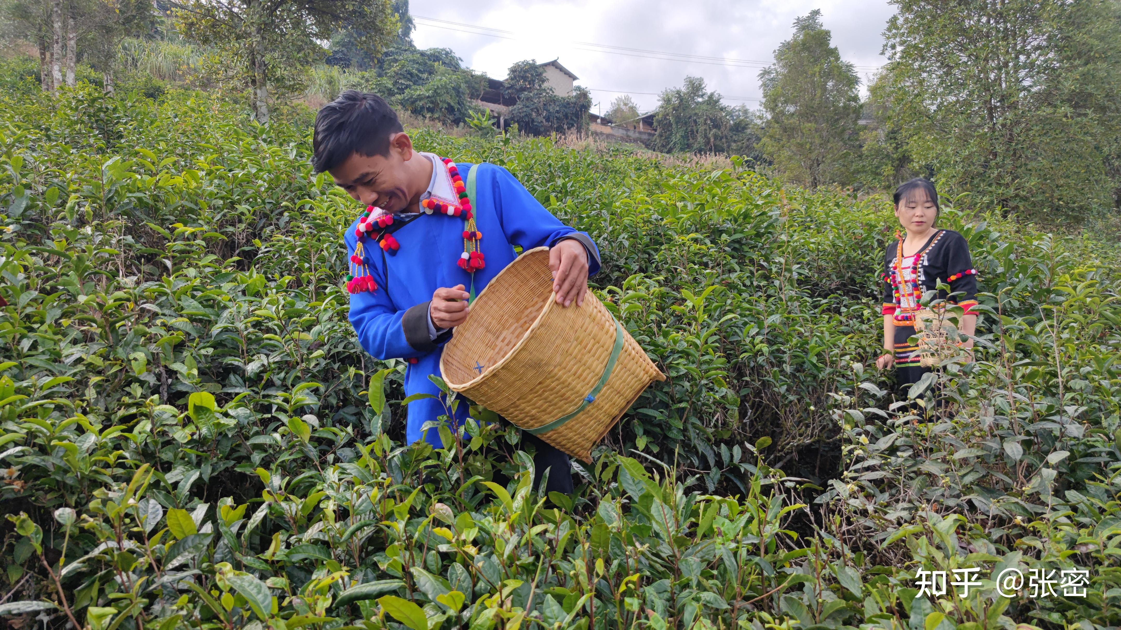 当非遗遇见云南（德宏）（1）┃最惦记，德昂族那口酸茶 - 知乎