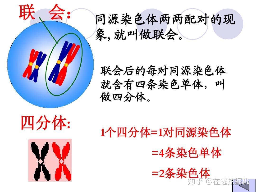 一对同源染色体是一个四分体吗? - 知乎