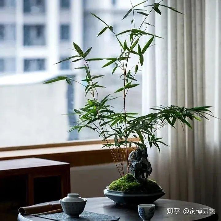 家博园艺 | 室内微景观上新 - 知乎