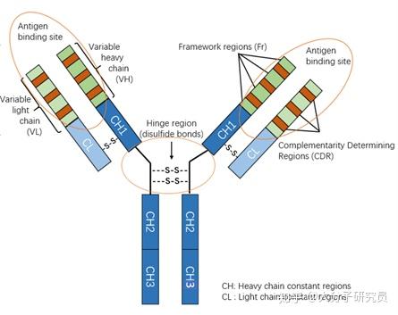 铰链区(hinge region)位于ch1与ch2之间,富含脯氨酸,易伸展弯曲,从而