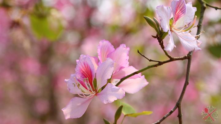 人面桃花相映红 这些春天吟的诗 中英文都太美了 知乎