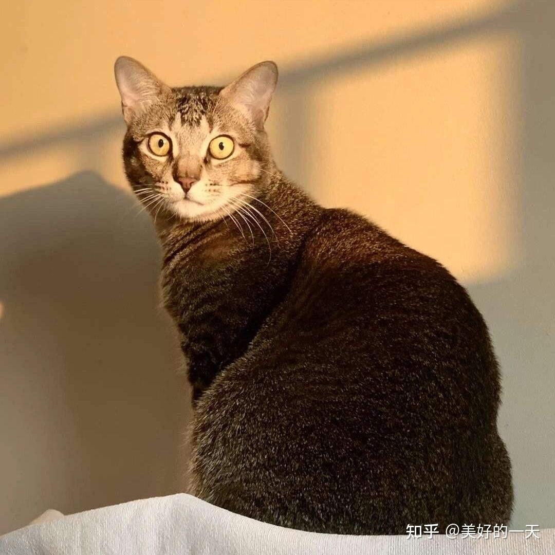 原来“雀猫”才是中华神猫,这几点太优秀了,不愧是猫界大哥 - 知乎