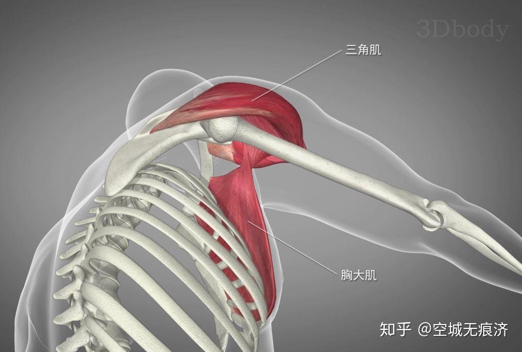 【专业知识】 关节运动模式和参与肌群 - 知乎