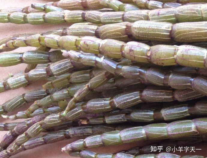 铁皮枫斗和铁皮石斛的区别是什么有推荐的品牌吗