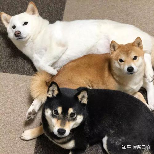 最戏精的狗狗之一柴犬让人迷恋的绝不止微笑和表情包