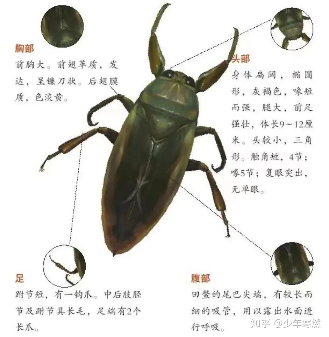 寒燃科普丨水中凶残霸主，绝世护子慈父——田鳖 - 知乎