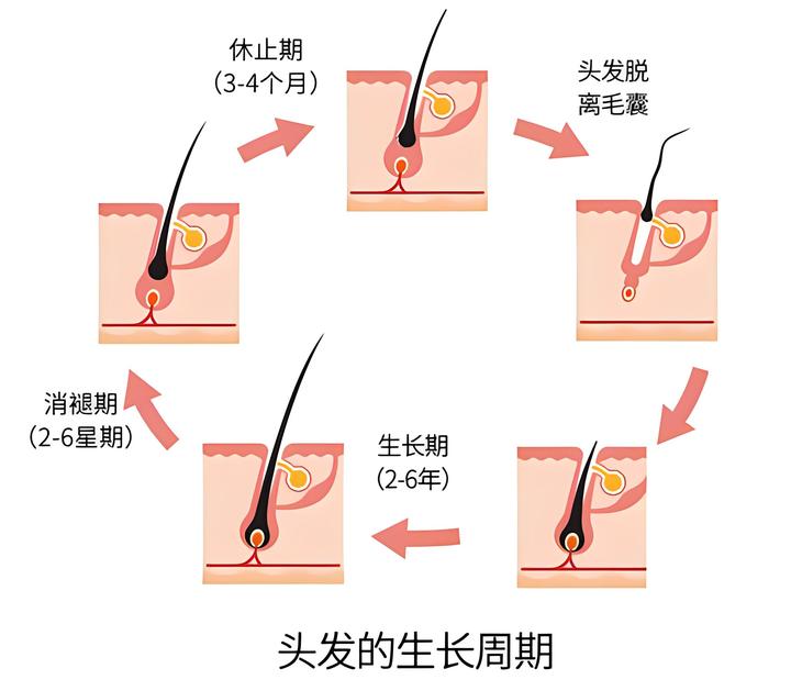 头发也有生长周期,你了解吗? - 知乎