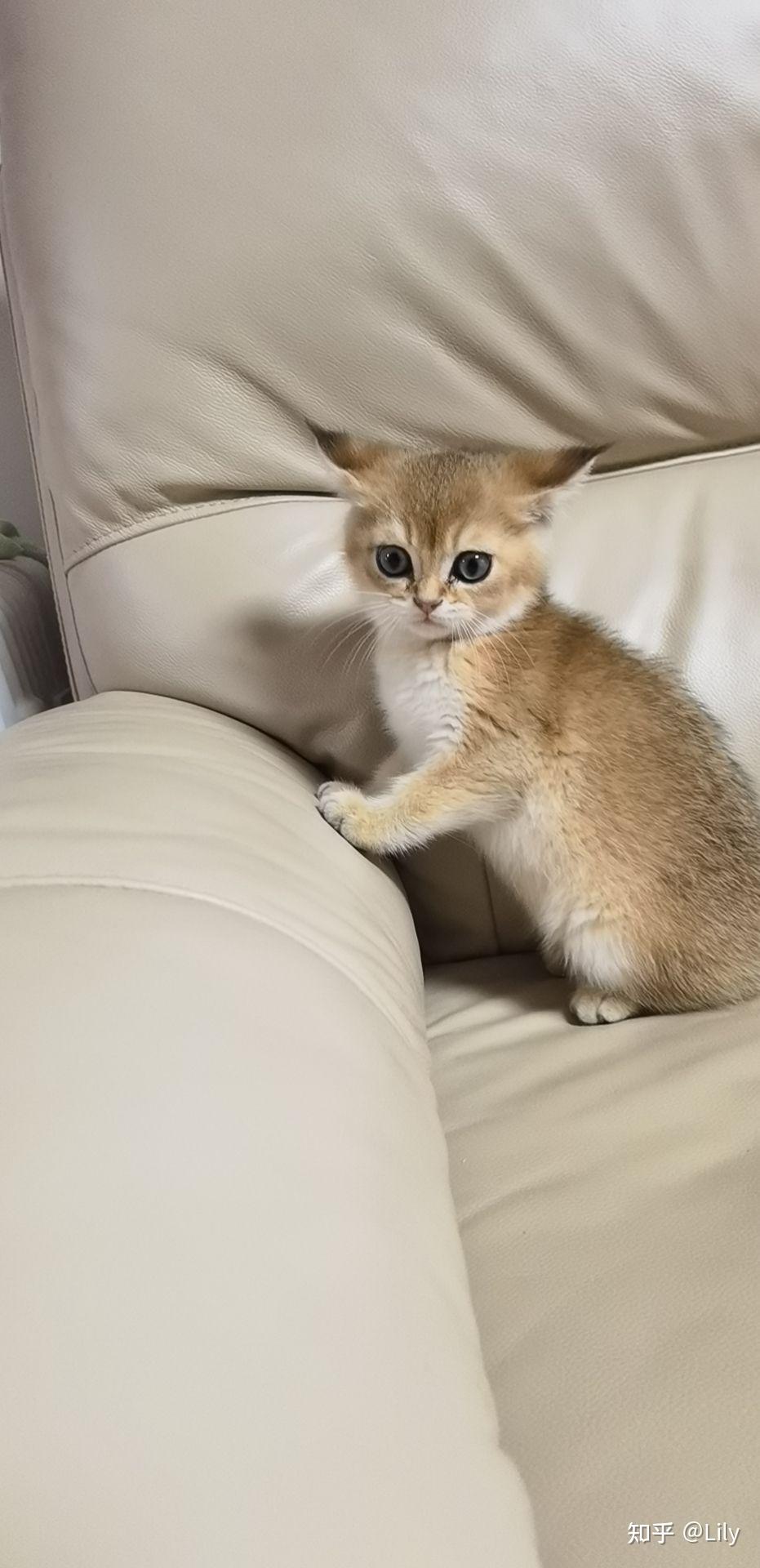 刚买的金渐层,为啥这么黑? - 知乎