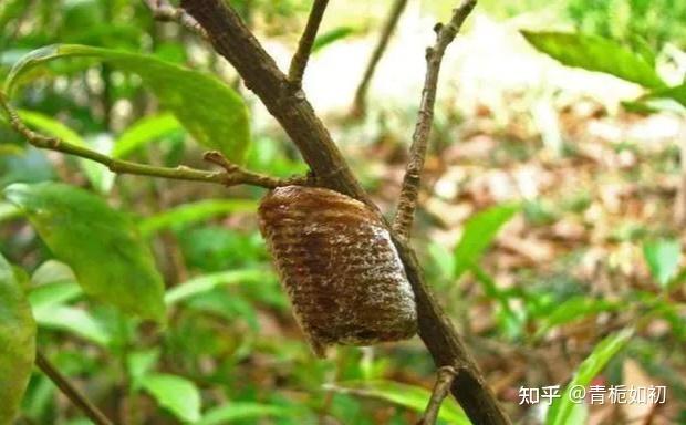 每日一味药--桑螵蛸