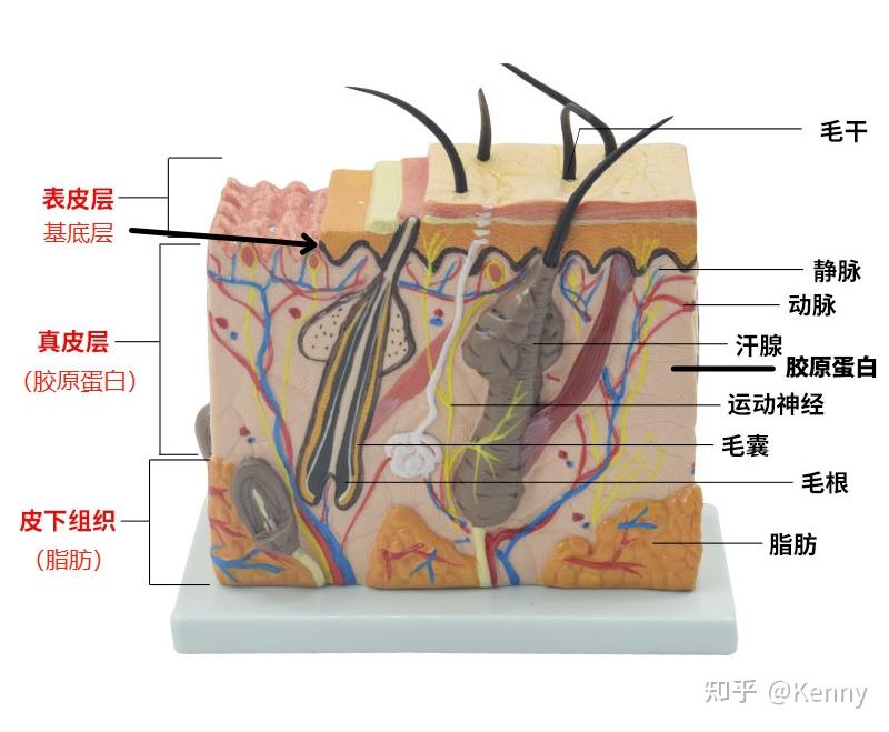 科普皮肤的基础知识？（你对你的皮肤了解多少） - 知乎
