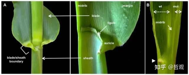 小麦叶鞘图片