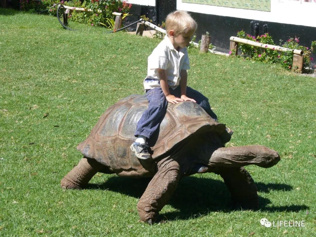 70岁巨龟生下8个后代，令动物园大为惊喜，对物种延续有积极作用 - 知乎