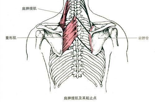 【肩颈四天王】肩胛提肌