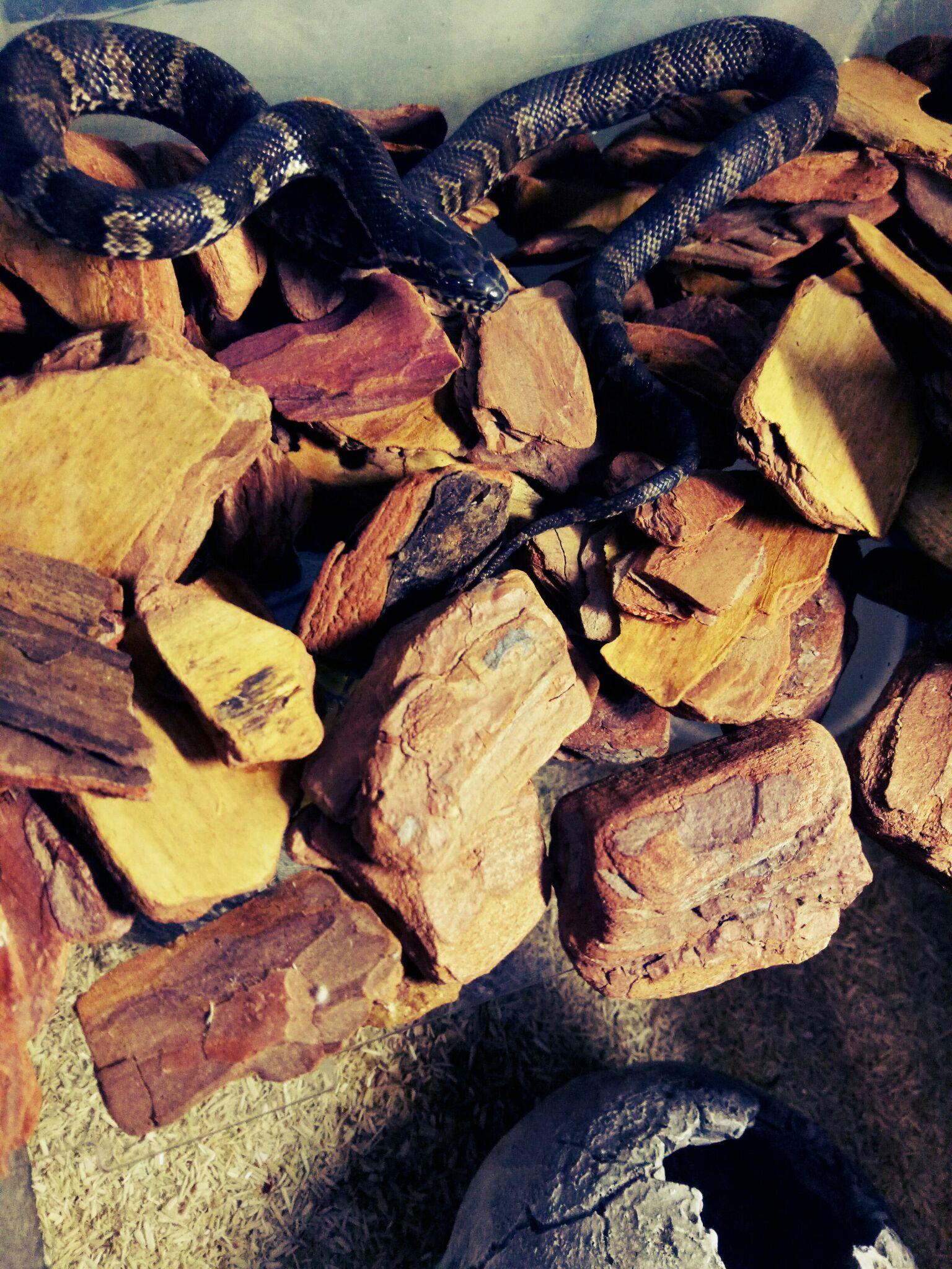 养什么东西比较好【植物或者像乌龟贝壳田螺?