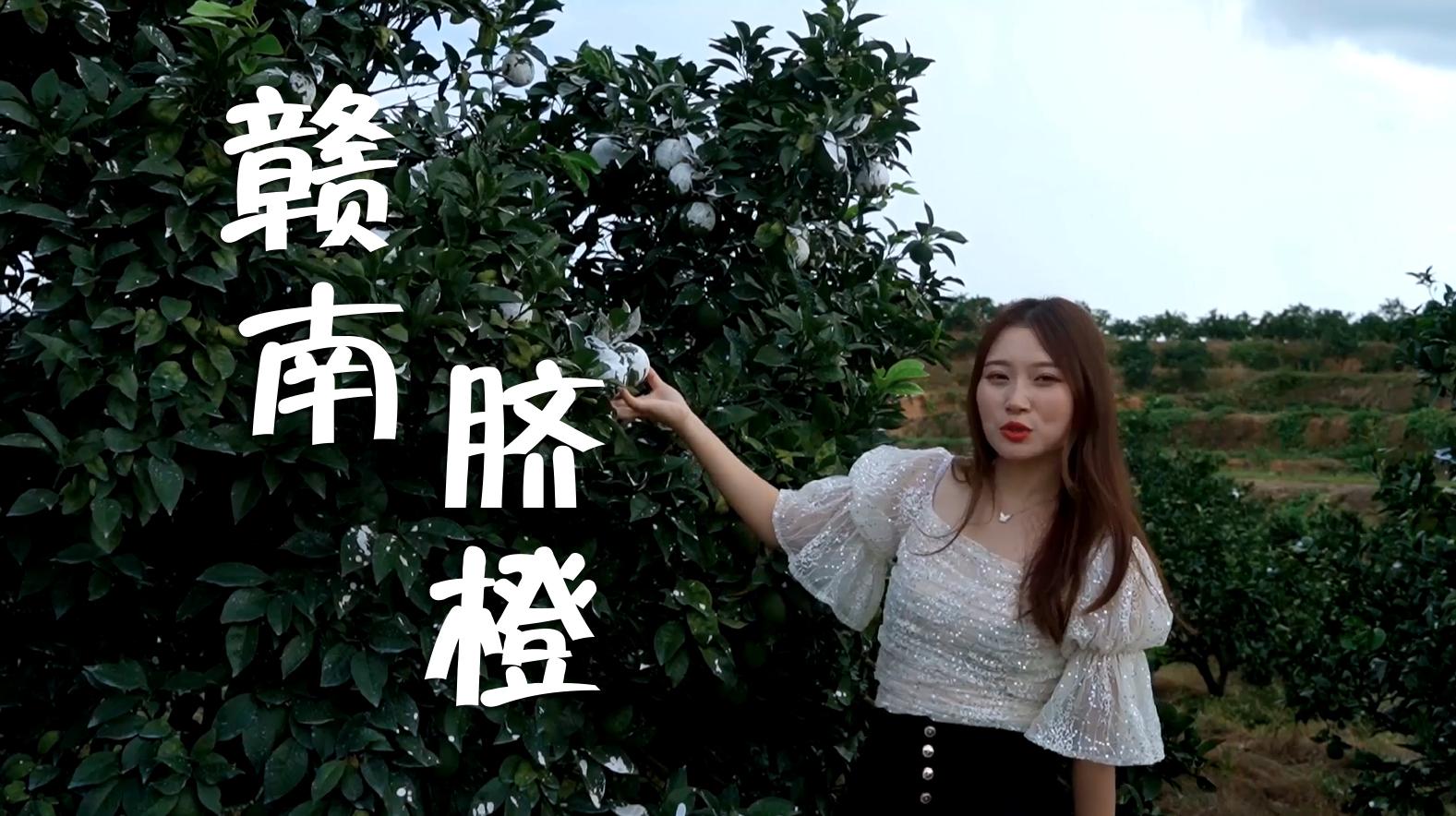 2020脐橙价格