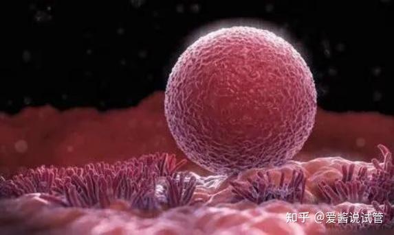 从同房到怀孕,精子和卵子都经历了什么? - 知乎