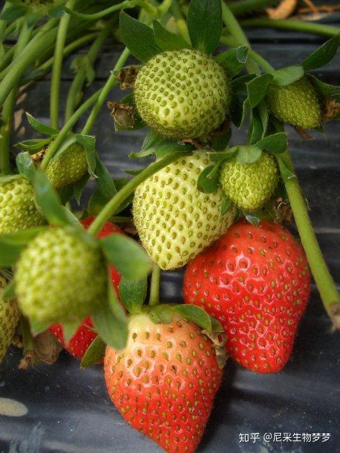 草莓青头着色不均匀这样拯救