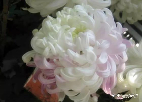 19种菊花的品种 涨知识了 知乎