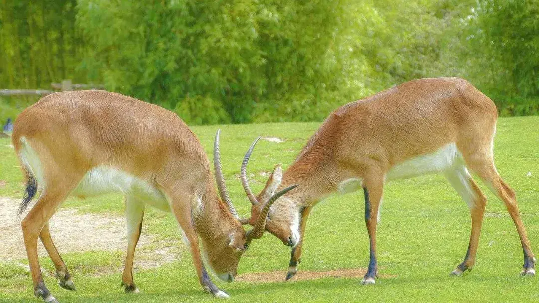 gcsealevel生物春天这些奇葩的动物求偶行为惊到我了