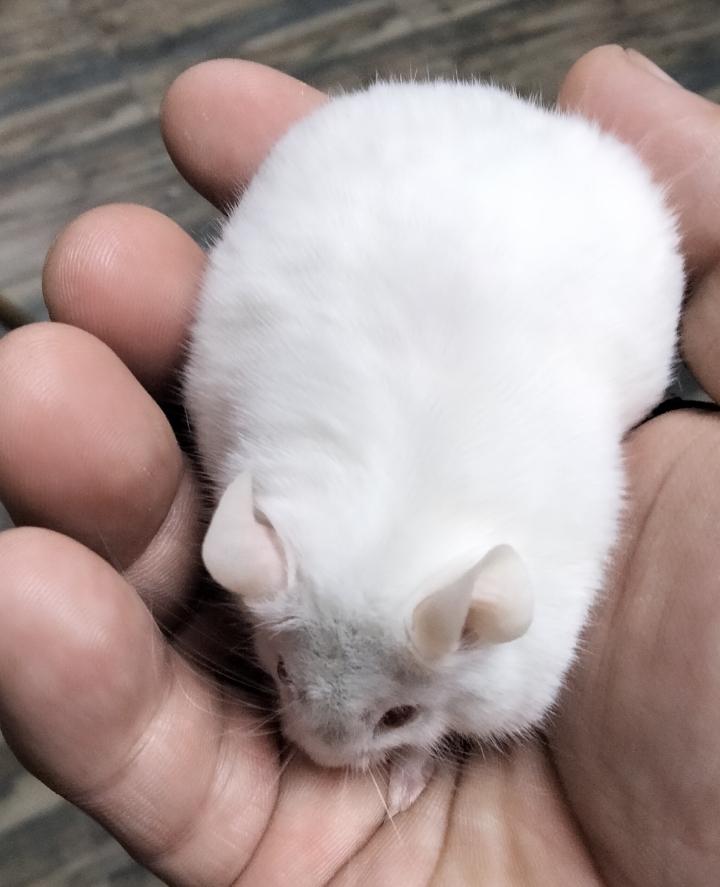 养小白鼠是一种什么体验? - 知乎