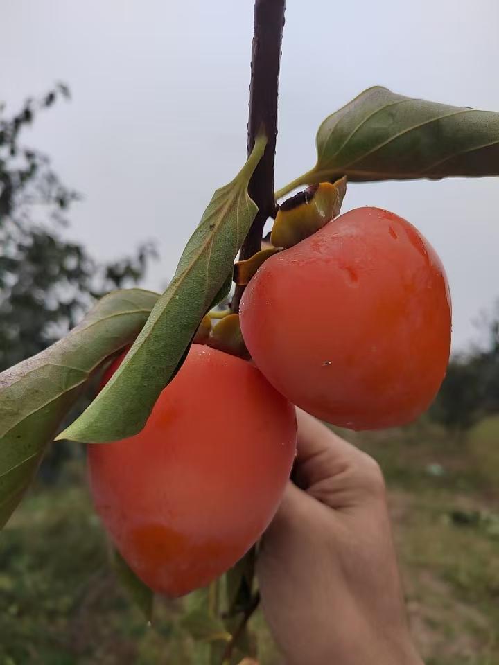 富平老柿农手把手教你挂柿饼 - 知乎
