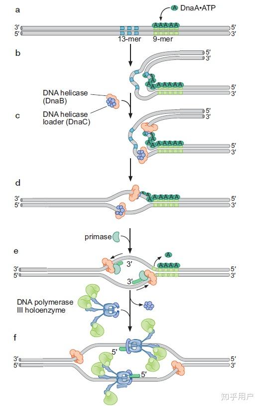 dna复制时复制泡是如何从复制起点向两端形成的