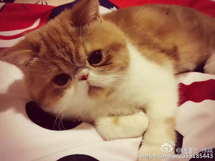 猫痤疮 猫黑下巴与种马尾 一些处理办法 知乎