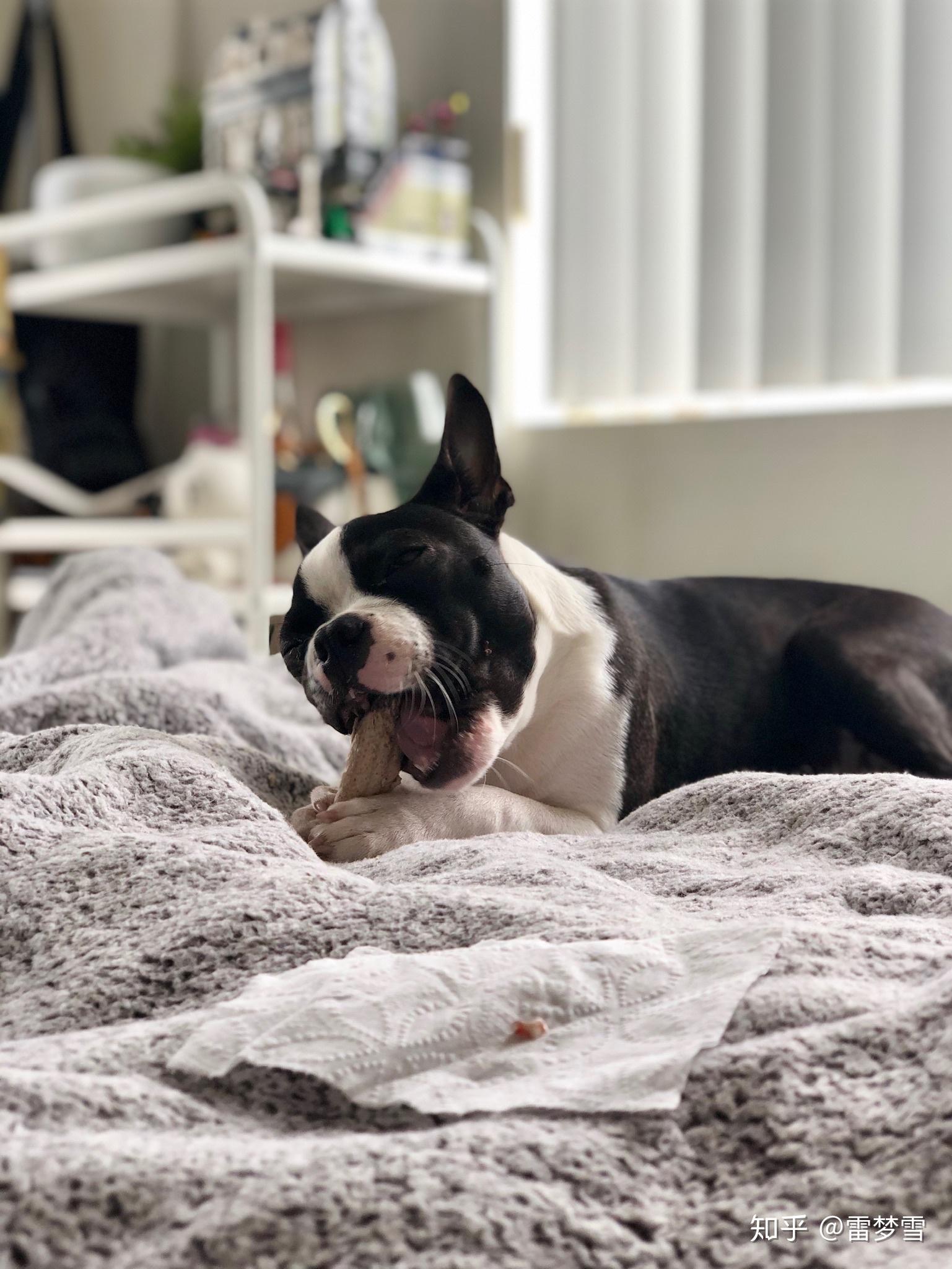 波士顿梗bostonterrier有什么养狗的经验分享吗