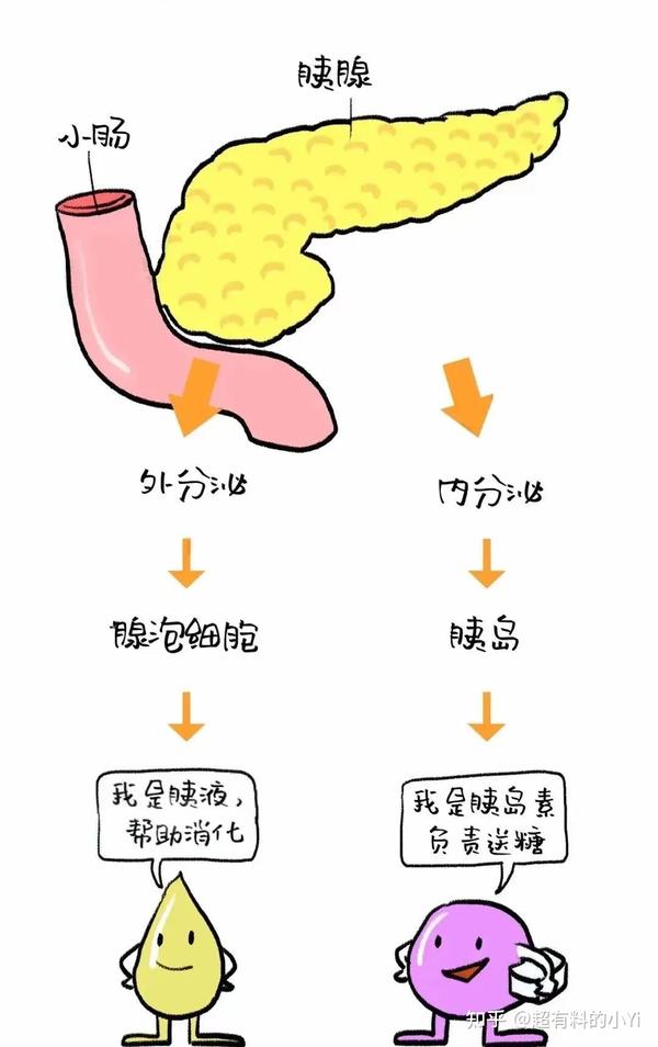 胰腺炎-一个病了会把自己“吃掉”的器官 - 知乎
