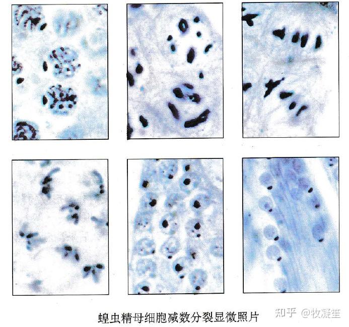 蝗虫精母细胞固定装片能不能看到减数分裂过程?