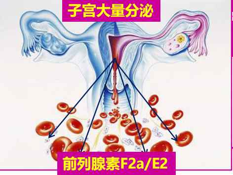 前列腺素 痛经图片