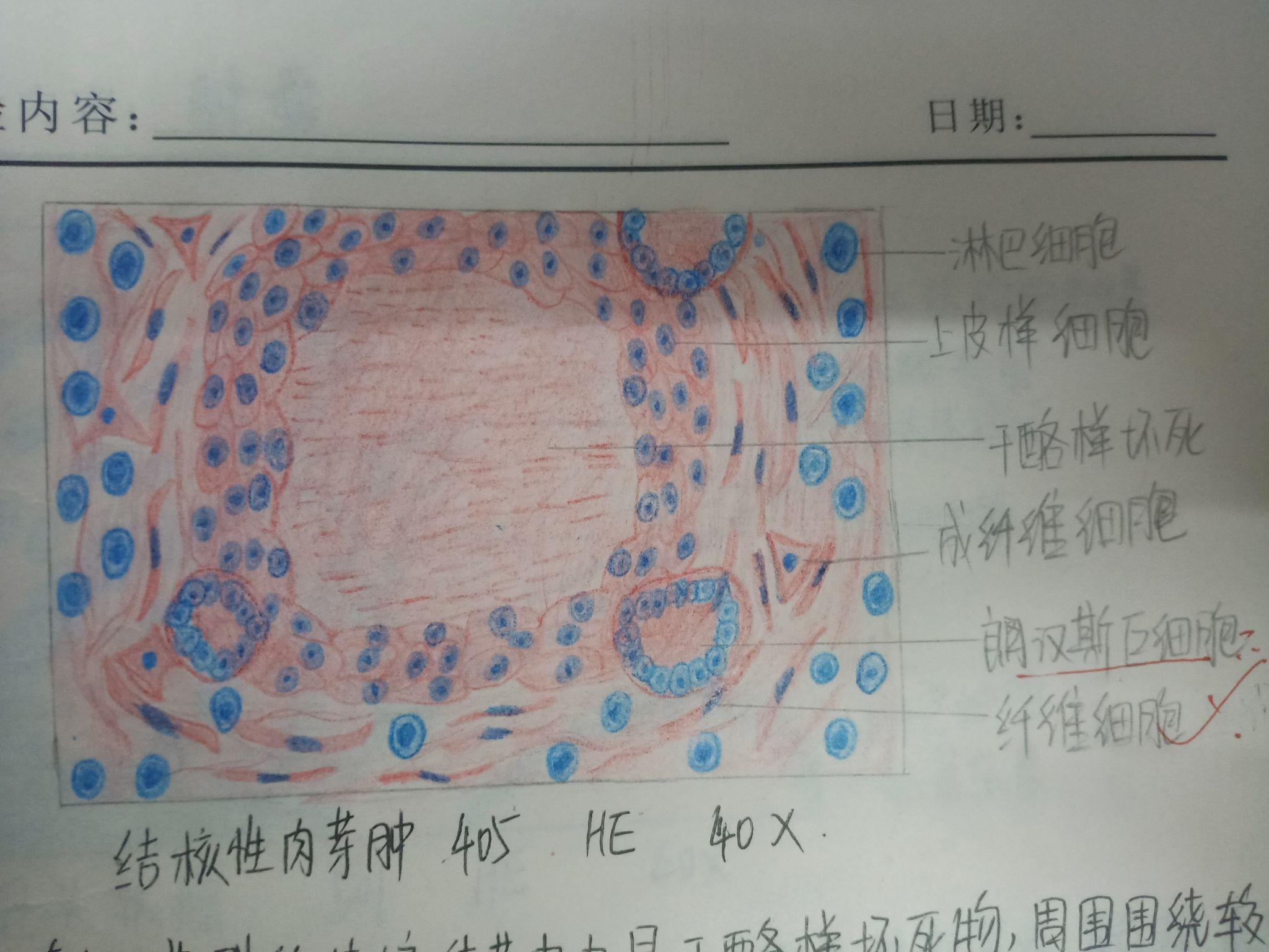 荚膜红蓝铅笔绘图图片