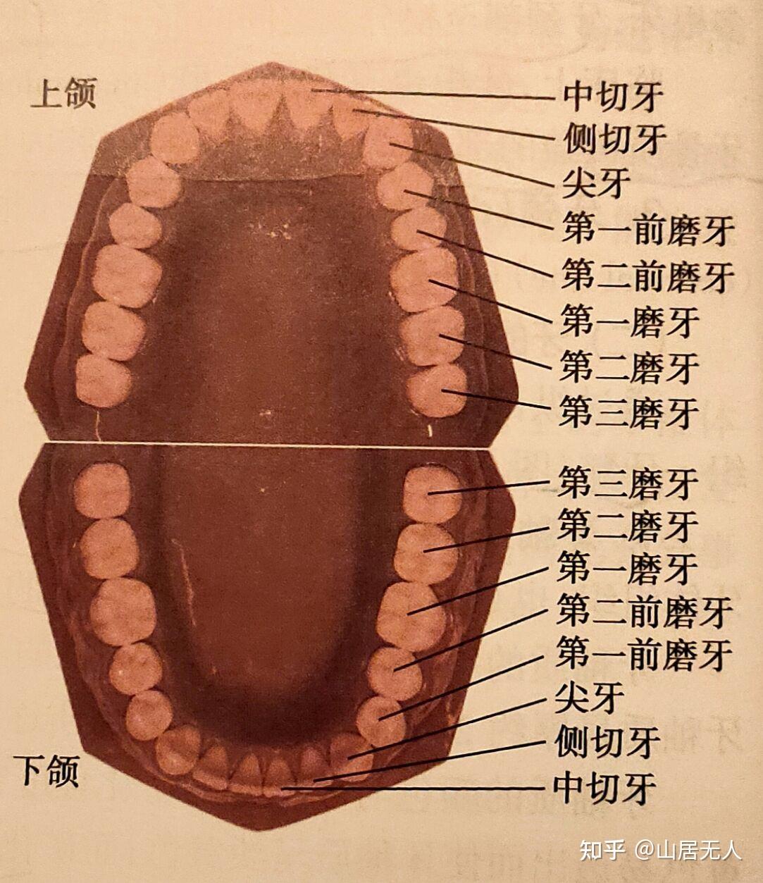牙齿的区域划分图片