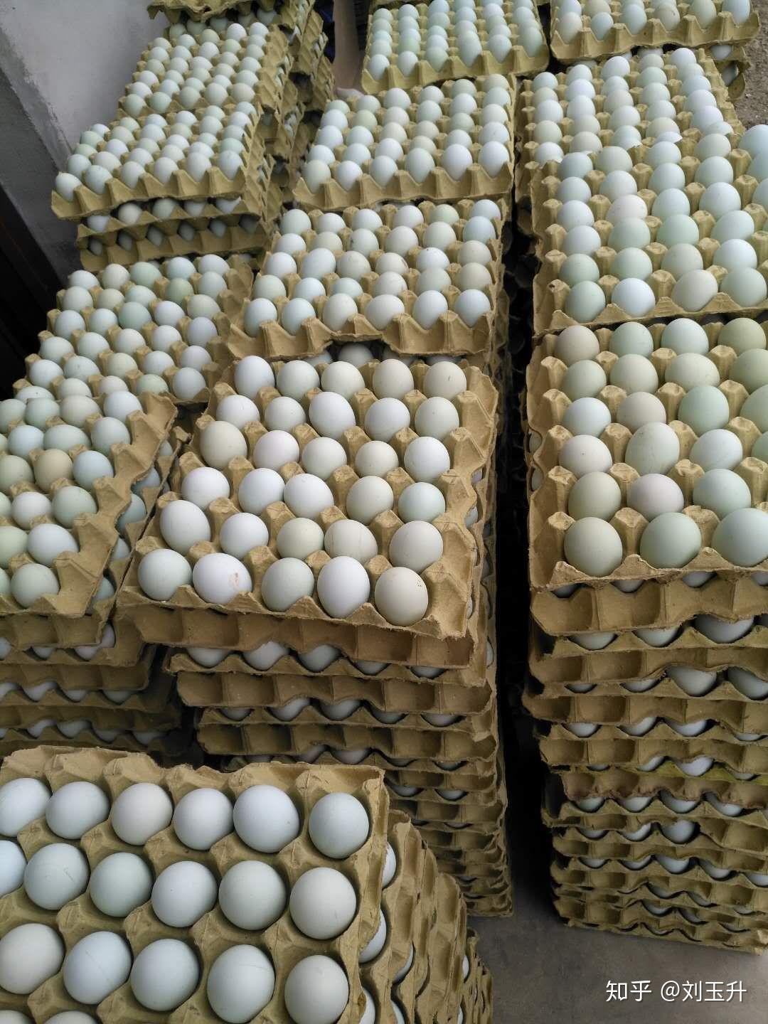 广州工厂养殖打造 蛋鸡笼具 三层四门蛋鸡铁丝网笼