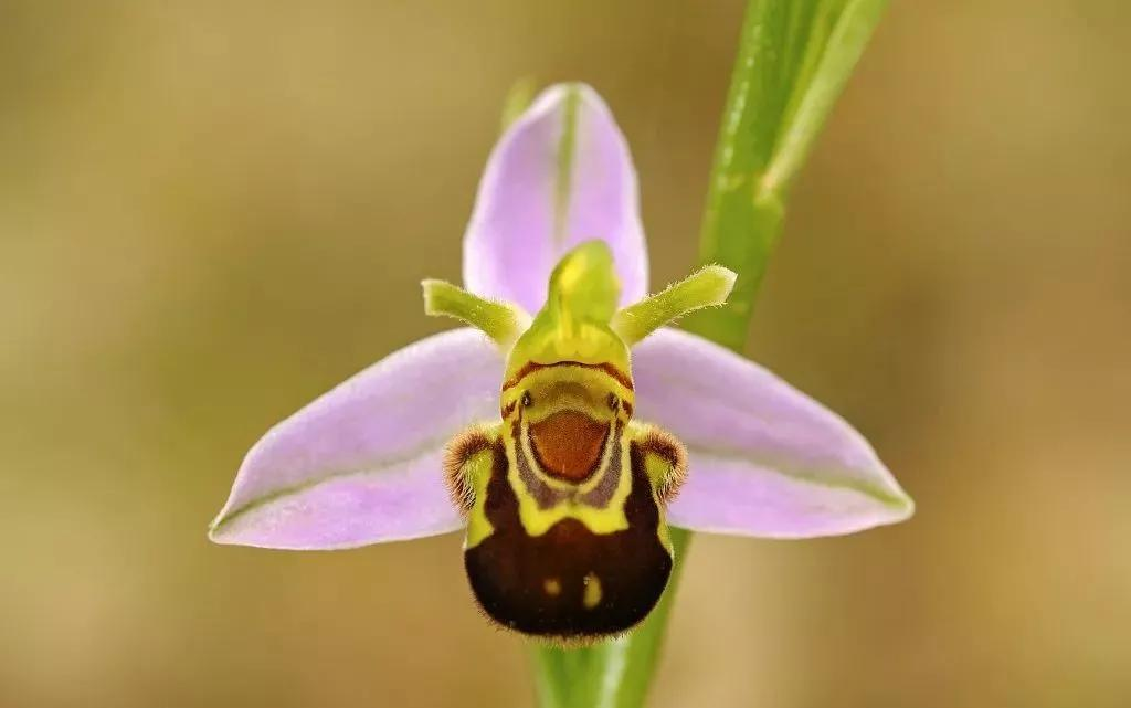 动物有什么可爱的拟态